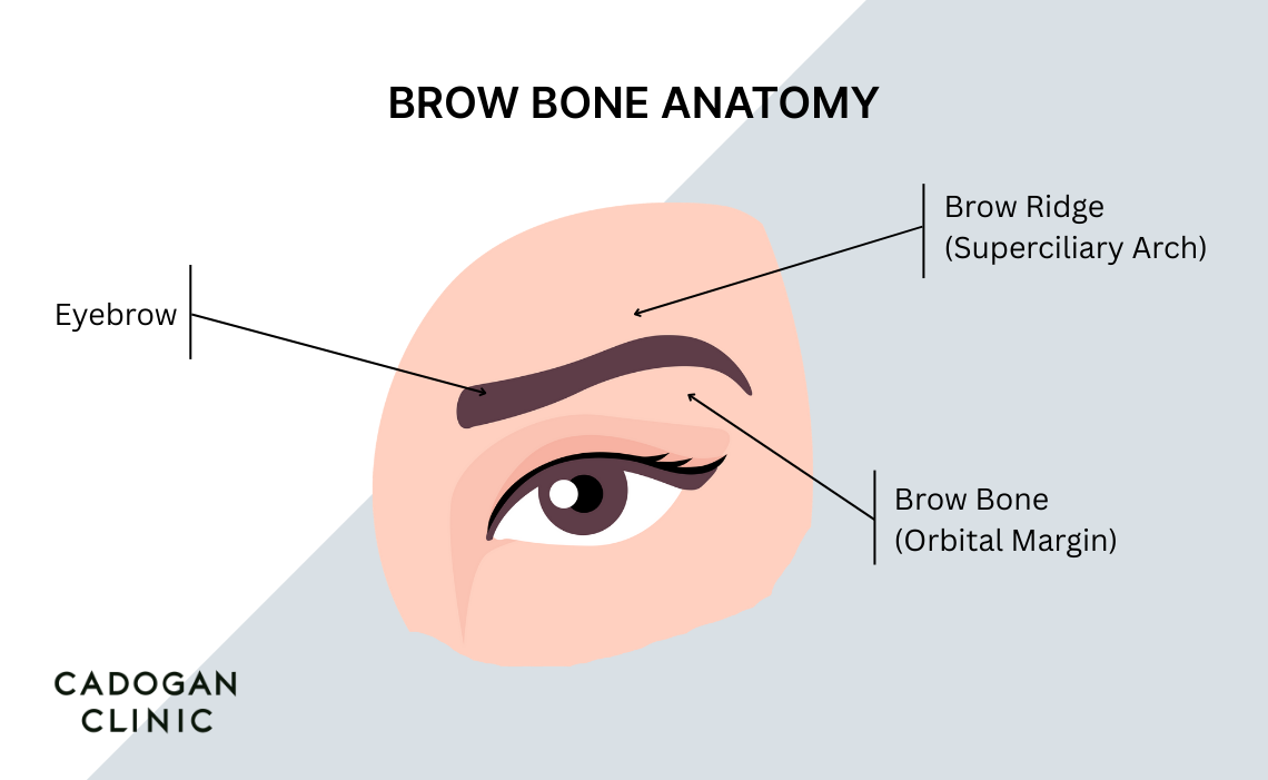 Diagram showing the key features of the upper eye area, brow bone and lower forehead